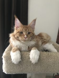 Maine Coon Cat picture from Florida Maine Coons by OptiCoons