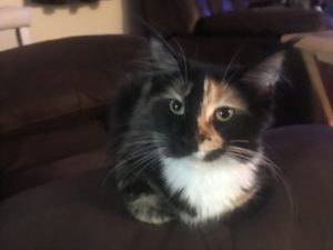 Kiss me is a Black Torbie from Florida Maine Coons