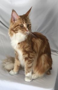 Maine Coon Cat picture from Florida Maine Coons by OptiCoons