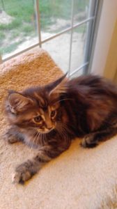 Maine Coon Cat picture from Florida Maine Coons by OptiCoons