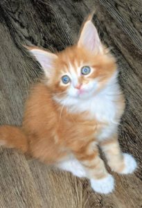 A beautiful Red Maine Coon Kitten from OptiCoons and Florida Maine Coons, we sell Maine Coon Kittens in Florida