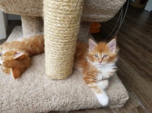 Maine Coon Cat picture from Florida Maine Coons by OptiCoons