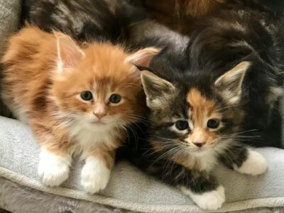 Florida Maine Coon Kittens Adonis and Athena