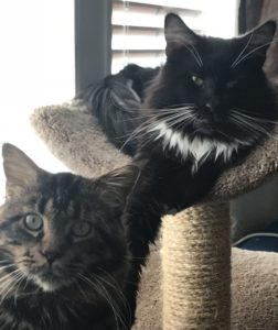 King Arthur and Espresso, 2 very large and sweet maine coon's at Opricoons Cattery