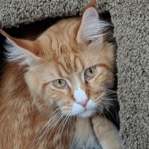 Firefly is an exceptional red male Maine Coon Cat.