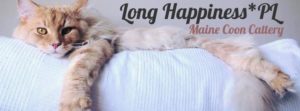 Maine Coon Cat picture from Florida Maine Coons by OptiCoons