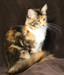 OptiCoons Athena, our precious daughter of Bloody Mary from from Florida Maine Coons