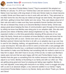 Testimonial about OptiCoons Maine Coon Kittens in Dunnellon Florida - What can I say about Florida Maine Coons? They're wonderful! We adopted our Bentley on January 19, 2019 (our "Gotcha Day") and are sooooo in love! Having a Maine Coon has been a life long dream of mine and Ginnie made my dream become a reality! Ginnie and Steve were so nice to work with and talk to. They welcomed us into their home the very first day we visited as though we were family. We spent time with them, getting to know them better and vice versa. They care deeply about all of their cats and want to make sure they have wonderful forever families and homes. We are so blessed they chose us to become Bentley's forever family. Ginnie was always great about keeping the lines of communication open throughout the process by letting me know how Bentley was doing prior to our adoption date. She also sent pictures and videos of Bentley which always brightened our day. I felt like an expectant mother or a first time grandmother showing off the pictures of our new baby! My family, friends and co-workers all knew Bentley's name and knew that he was coming home with us soon. Ginnie even sent us a nice Christmas card with Bentley's picture! Ginnie took the time to sit with us on adoption day to go over how to care for him (feeding, bathing, vet appointments, etc.) over the next six months to a year and beyond. She was also so kind to send us home with a care package with some of Bentley's favorite toys, a cardboard scratching board, some food, and more. She wanted to make sure that Bentley had something with his mother's scent on it to help him to adjust. She didn't have to do any of this but did, to make sure Bentley's needs were met and that we were happy with him and Florida Maine Coons. I am thankful that she gave us something from his mother because it did help Bentley to adjust to our home. Bentley is flourishing in our family and with our other cat. They are getting along great and have fun playing and taking naps together. Bentley is very well adjusted, loves being with everyone in our family, loves to snuggle and play with us and is an absolute delight; a very welcome addition to our family! I highly recommend Florida Maine Coons to my friends, family and others! Thank you Ginnie and Steve!