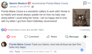 Florida Maine Coon Kittens Testimonial - Florida Maine Coons is a wonderful cattery to work with! Ginnie is so helpful and would always update me on how my baby was doing before I could bring her home. I am so happy and in love with my kitten I got from them! Definitely recommend!