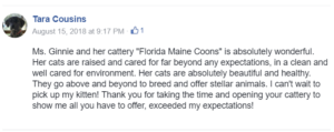 OptiCoons and Florida Maine Coon kittens testimonial - Ms. Ginnie and her cattery "Florida Maine Coons" is absolutely wonderful. Her cats are raised and cared for far beyond any expectations, in a clean and well cared for environment. Her cats are absolutely beautiful and healthy. They go above and beyond to breed and offer stellar animals. I can't wait to pick up my kitten! Thank you for taking the time and opening your cattery to show me all you have to offer, exceeded my expectations!