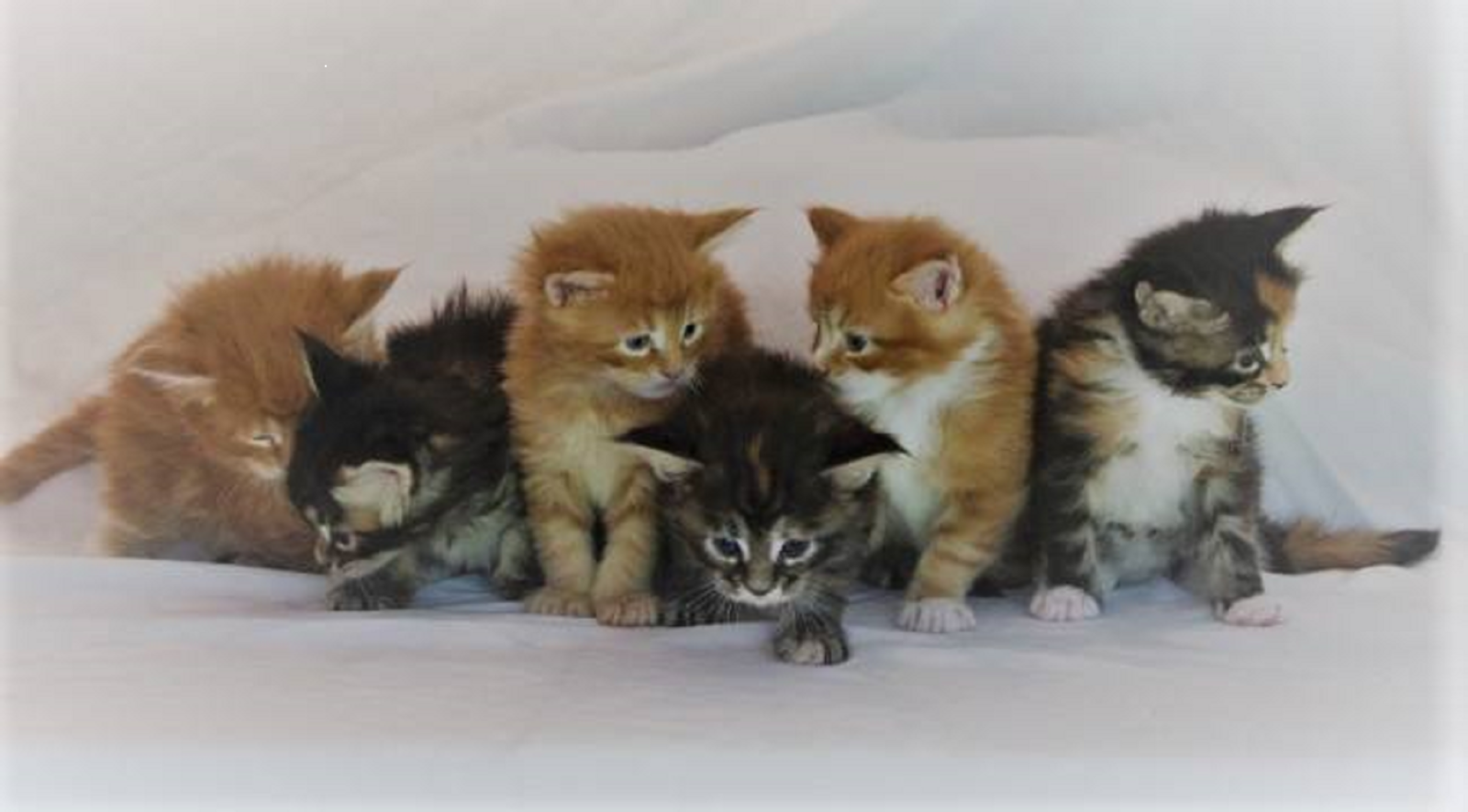 6 Maine Coon kittens from Florida Maine Coons by Opticoons Cattery in Dunnellon Florida