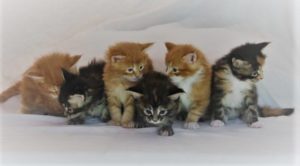 6 Maine Coon Kittens from Florida Maine Coons by OptiCoons Cattey in Florida