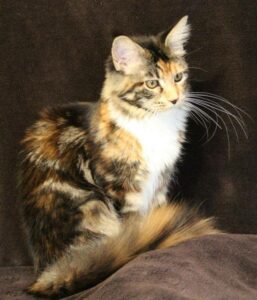 This is our Torbie female Maine Coon, her name is Athena