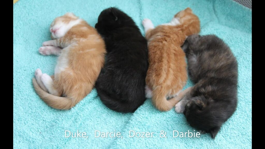 Litter D of Maine Coon Kittens from OptiCoon-Florida Maine Coons