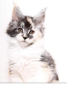 This is Copy Cat a stunning Silver Tortie