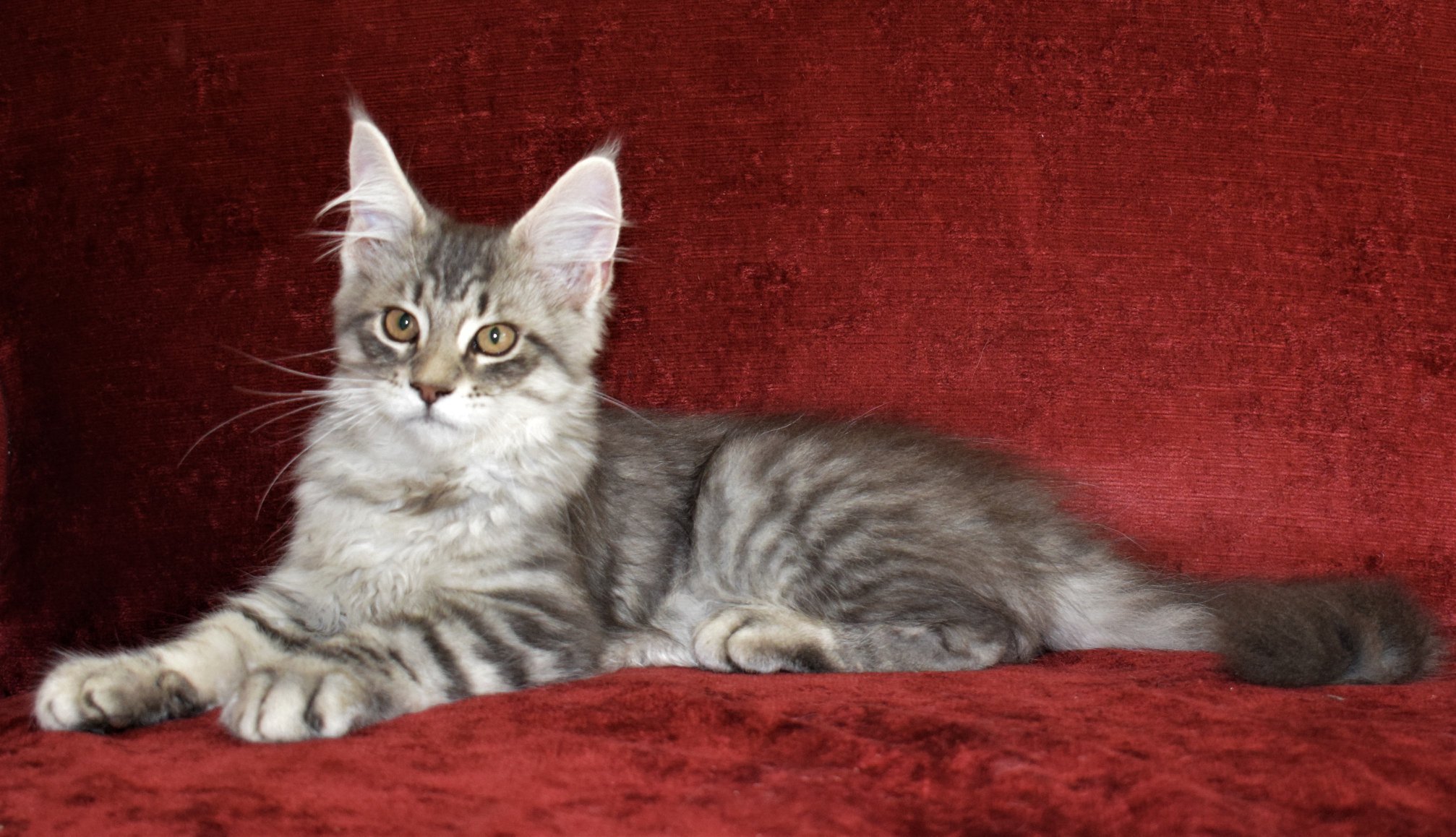 Samson is a large Silver and Black male macheral tabby that lives at Florida Maine Coons in Dunnellon, Florida