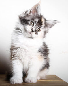 This is a picture of our High white Torbie female Maine Coon, her name is Copy Cat