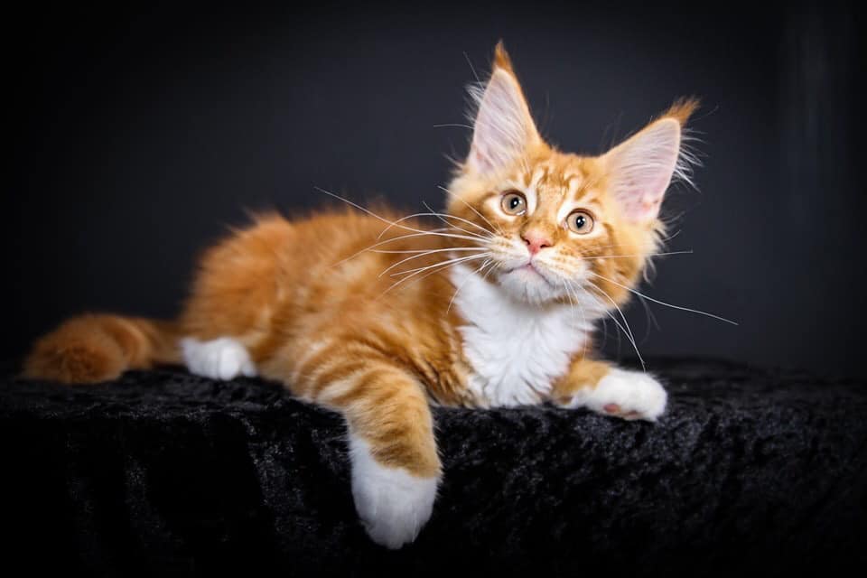This is Dead Pool , he is a large Red Male Maine Coon Kitten
