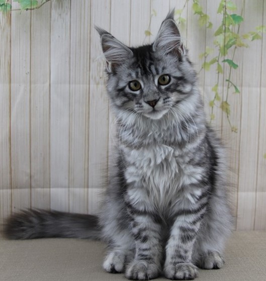 Delilah is a Black and Silver Maine Coon Kitten