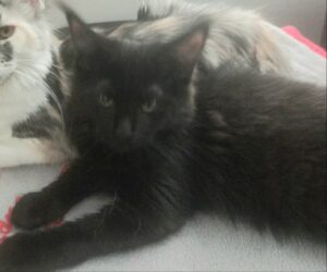 OptiCoons Darci is a stunning black female Maine Coon Kitten