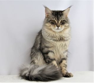 Majesticoons Samson, a male Maine Coon at OptiCoons Florida