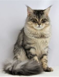 Samson - Magnificant Silver and Blue Male Mainecoon, father of the Maine Coon Litters