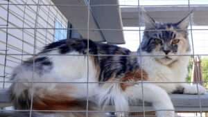 Maine Coon Cat picture from Florida Maine Coons by OptiCoons