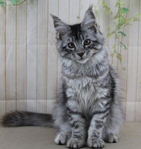 Delilah is a Queen and Florida Maine Coons, she is a Silver and Black female Maine Coon