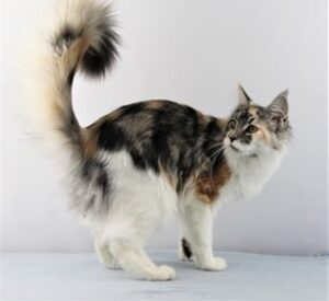 Maine Coon Cat picture from Florida Maine Coons by OptiCoons