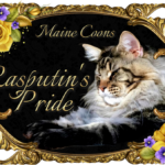 Maine Coon Cat picture from Florida Maine Coons by OptiCoons