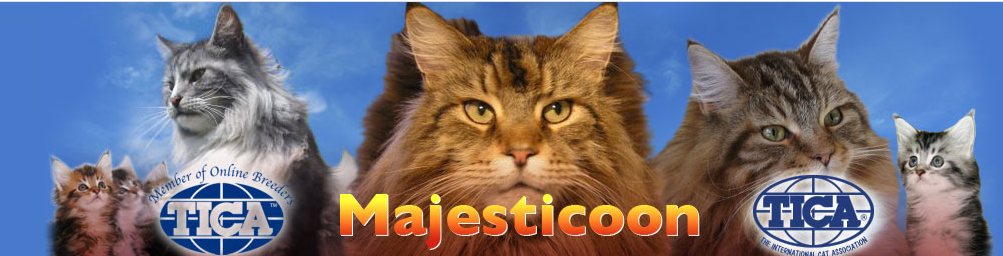 MajestiCoon by Florida Maine Coons - MajestiCoon.com