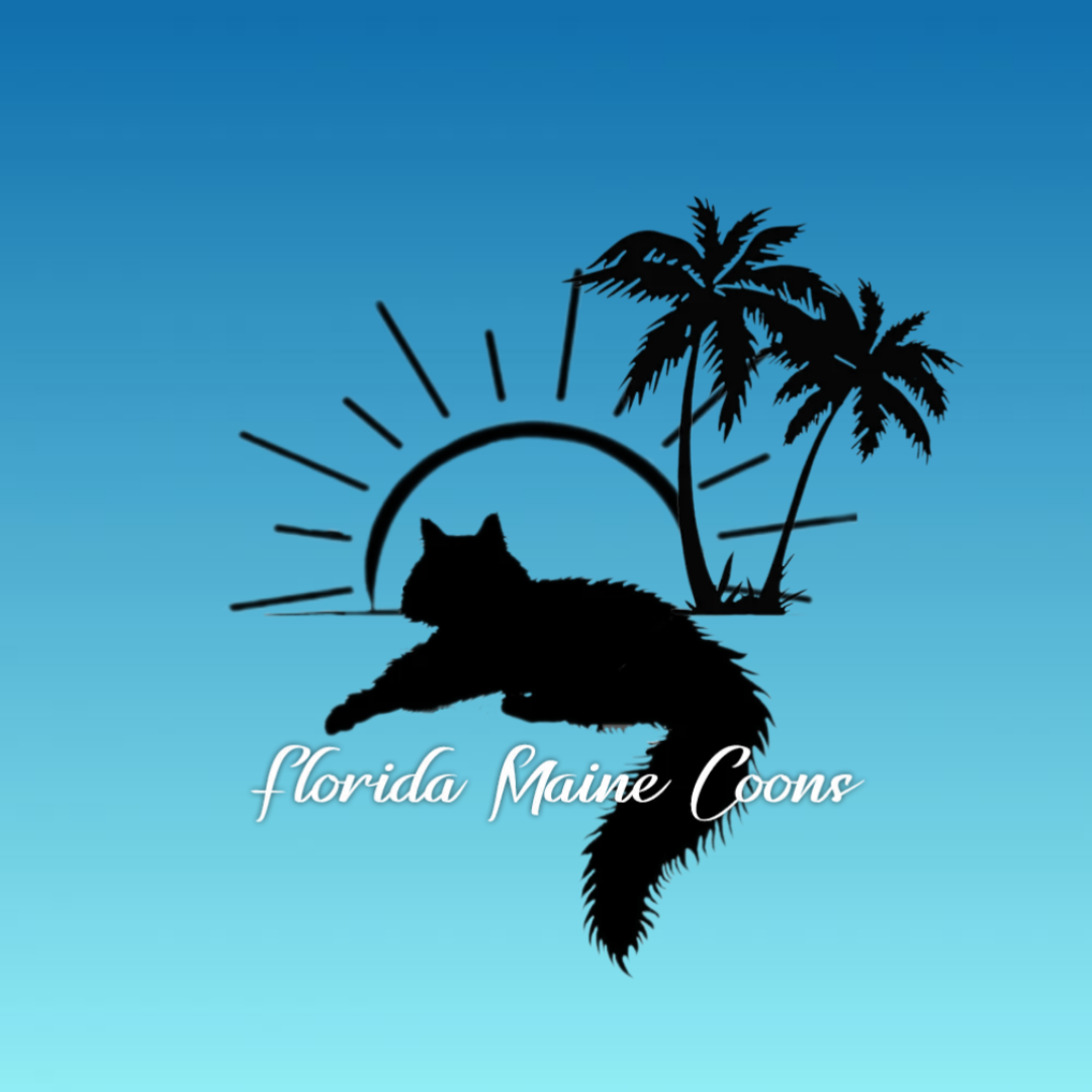 Florida Maine Coons is a Florida Based breeder of Maine Coon kittens