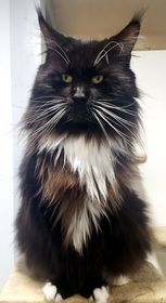 KIng Arthur our Tuxedo Male Maine Coon from Florida Maine Coons for Sale in Florida
