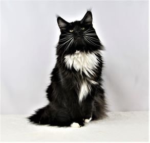 King Arthur of Florida Maine Coons