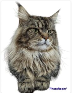 MajestiCoon Buffalo Bill, an Authentic Male Maine Coon