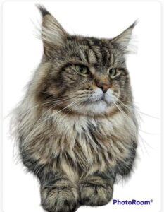 This is our very Special CLassic Brown Maine Coon. His name is MajestiCoon Buffalo Bill and he carries some very special bloodlines here at Florida Maine Coons.