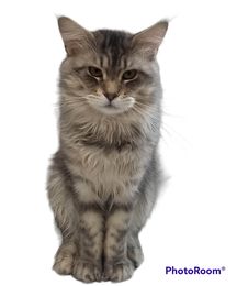 Maine Coon Cat picture from Florida Maine Coons by OptiCoons