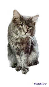 Maine Coon Cat picture from Florida Maine Coons by OptiCoons