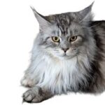American Maine Coon Bloodline example, MajestiCoon Jolie from Florida Maine Coons