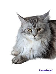 Jolie is an American Maine Coon cat from Florida Maine Coons, she is Blue and Silver.