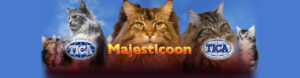 MajestiCoon Maine Coon Kittens for Sale Florida