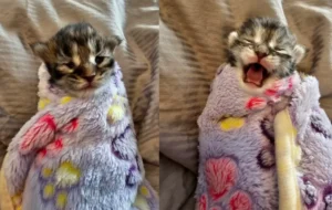 Baby Maine Coons Kittens