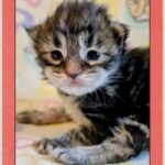 Male Maine Coon Kitten for Sale