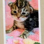 Female Maine Coon Kitten for Sale