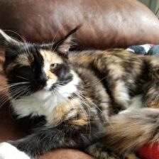 This is our Tortie Female Kiss me