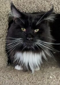 This is King Arthur a Classic Black and White male maine coon cat in his tree house at Florida Maine Coons cattery
