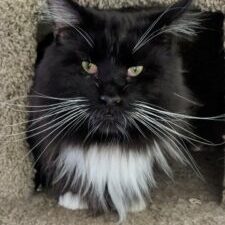 This is King Arthur a Classic Black and White male maine coon cat in his tree house at Florida Maine Coons cattery