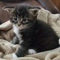 Cali-Ann is a beautiful Maine Coon Kitten from OptiCoons in Florida