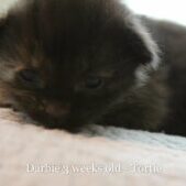 Darbie is a stunning all black female Maine Coon kitten