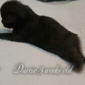 Darcie is a stunning all black Femae Florida Maine Coon kitten